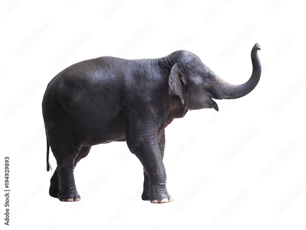 Naklejka premium Asia elephant isolated on white