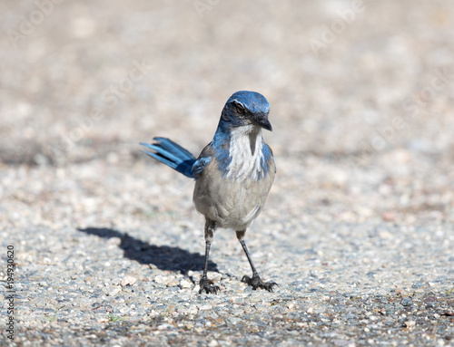 California Scrub-Jay (Aphelocoma californica) Adult perched on the ground. Pinnacles National Park, San Benito County, California, USA. photo