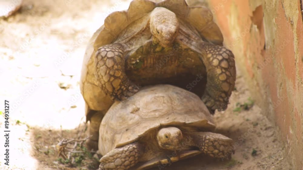 A couple of tourtles copulating in a funny way A couple of tourtles copulating in a funny way