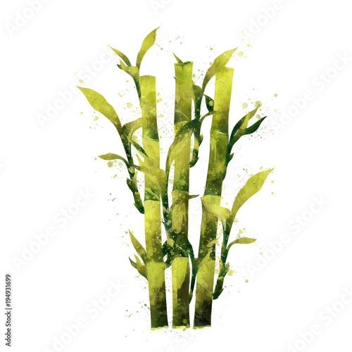 Bamboo on white background. Watercolor illustration