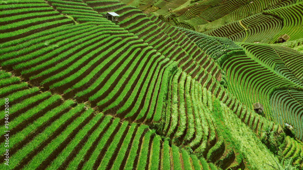 Beautiful rice terraced fields landscape view in Indonesia