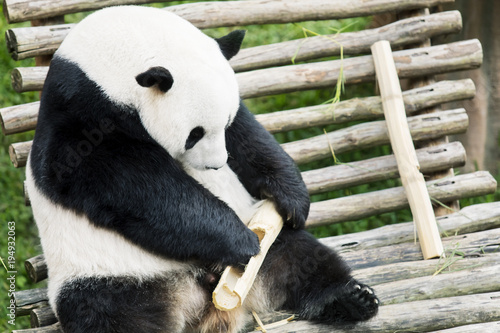 Fototapeta Naklejka Na Ścianę i Meble -  Giant panda eating bamboo at zoo