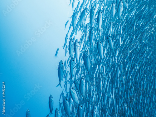 School of sardines on a blue background photo