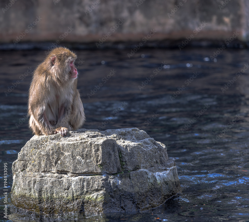 Fototapeta premium Earth Toned Fur on a Pink Face Japanese Macaque Sitting on a Rock in a Pond