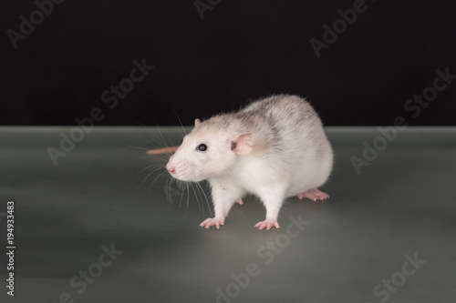 rat on a glass table
