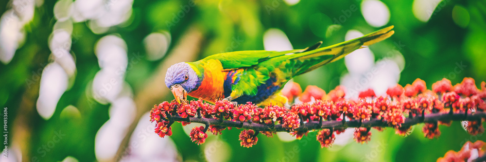 Fototapeta premium Rainbow lorikeet jedzenia pąków kwiatowych z gałęzi drzewa w parku przyrody pustyni w Sydney, Australia panoramiczny baner. Dziki ptak papuga zwierzę.