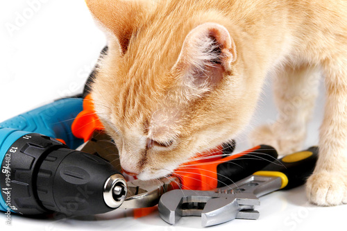 Obraz na płótnie ginger cat examining tools