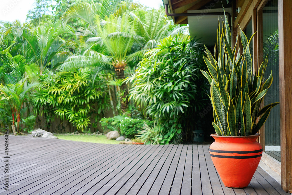 A green plant with yellow-green leaves in an orange pot stands on a dark wooden floor. In the background there is a wooden wall and lots of greenery in the garden. Side view with copy space