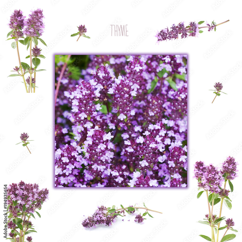 thyme, in a garden and isolated flowers