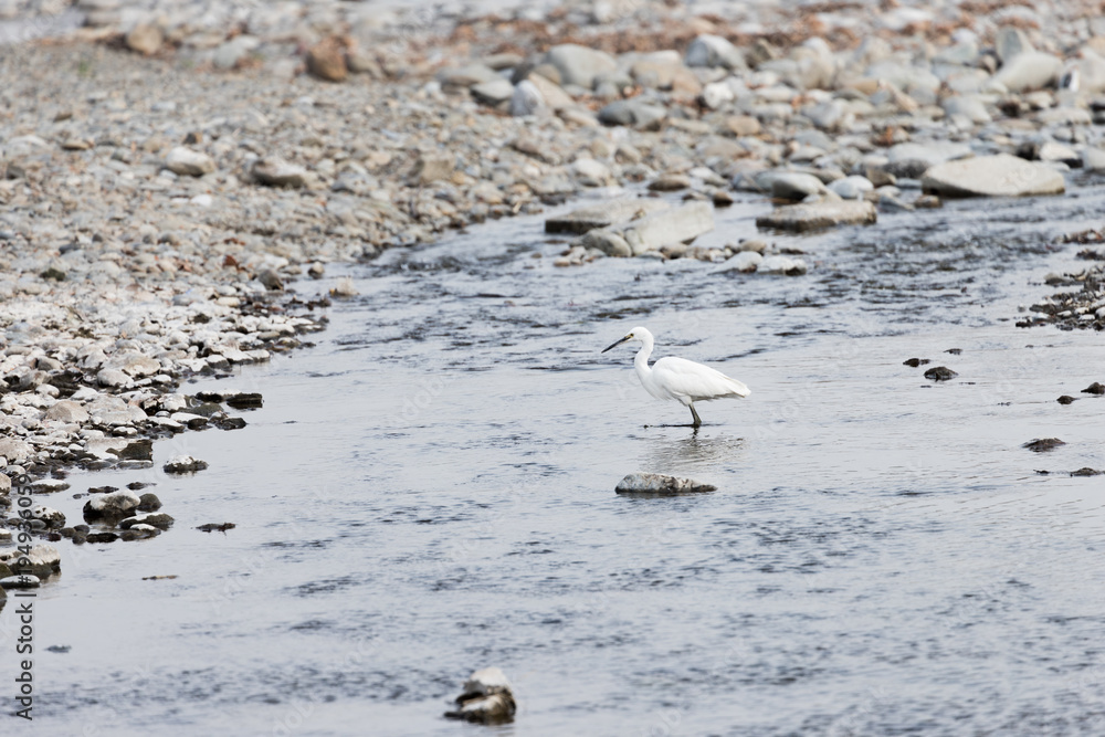 Fototapeta premium 鷺