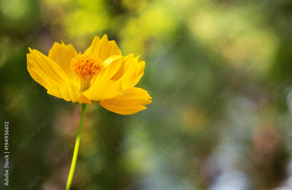 yellow cosmos flower blooming with blurred background. selective focus. yellow cosmos flower blooming with blurred background. selective focus.