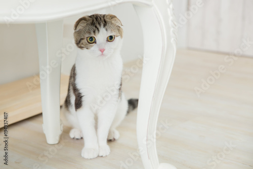 部屋で遊ぶ猫
 photo