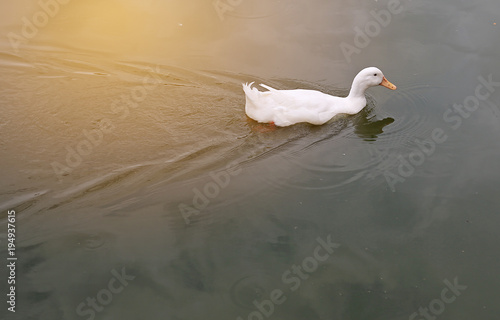 White duck swimming alone in the pond with reflection of sunlight.

