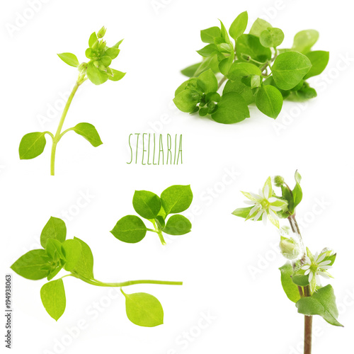chickweed on a white background photo
