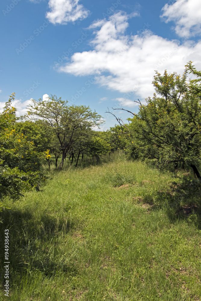 Green Bush and Grassland with Blue Cloudy Skyline Landscape Green Bush and Grassland with Blue Cloudy Skyline Landscape