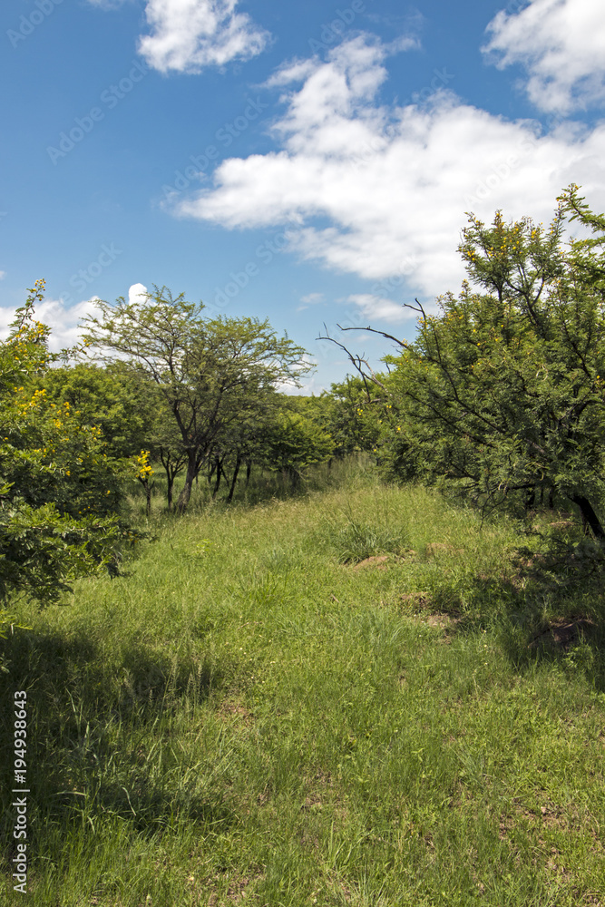 Green Bush and Grassland with Blue Cloudy Skyline Landscape