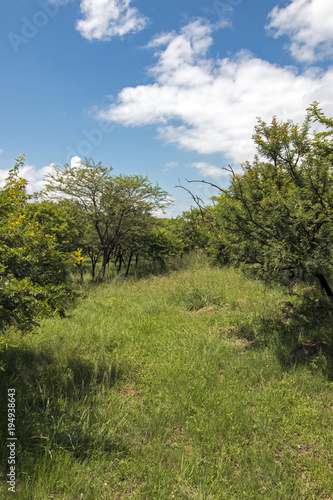 Green Bush and Grassland with Blue Cloudy Skyline Landscape