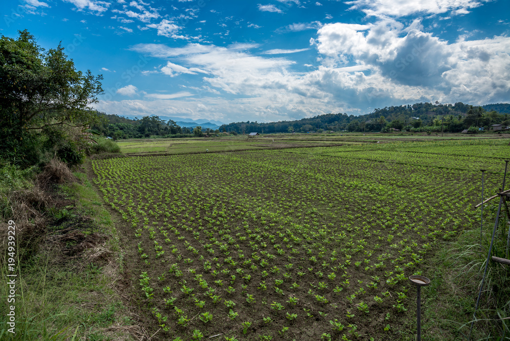 Plantation in the field of agriculture with sunlight and cloudy sky, Countryside of Thailand