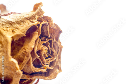 Dried yellow rose isolated on white background