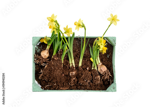 Fototapeta Naklejka Na Ścianę i Meble -  Narcissus flower in a pot isolated on white background with garden tools