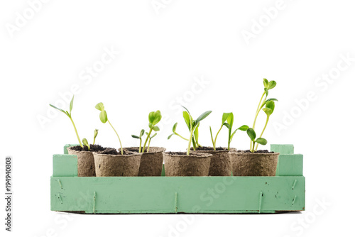 Young plant in a pot isolated on white background