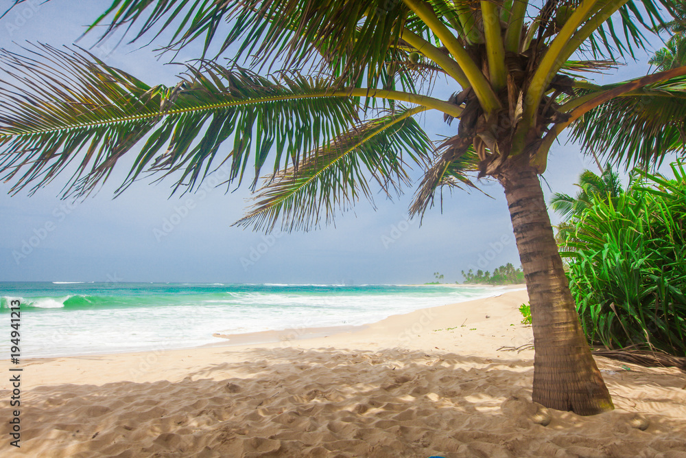 panoramic tropical beach with coconut palm