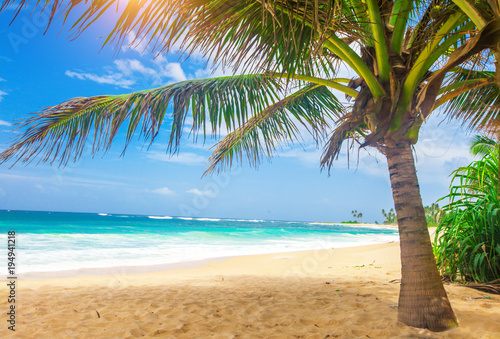 panoramic tropical beach with coconut palm © Alexander Ozerov