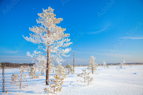 Winter park in snow