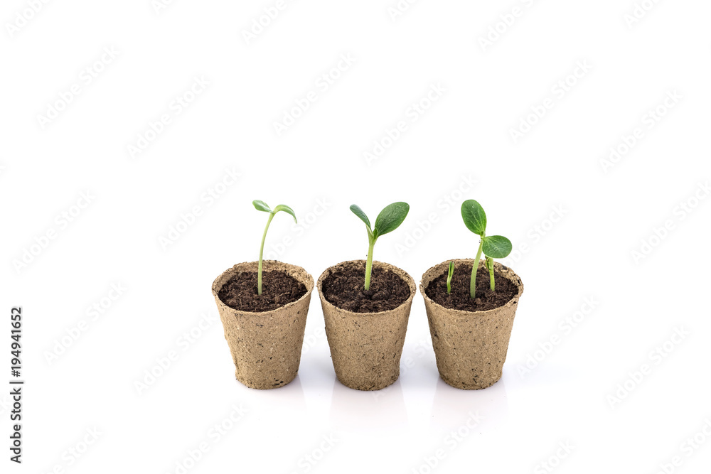 Young plants in a peat pot isolated on white background Young plants in a peat pot isolated on white background