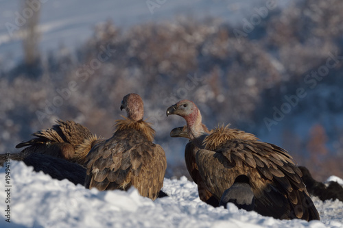 Griffon Vultures in Winter Landscape, into the Mountains