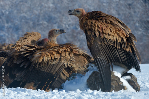 Griffon Vulture Resting on a Rock, in Mountains, in Winter