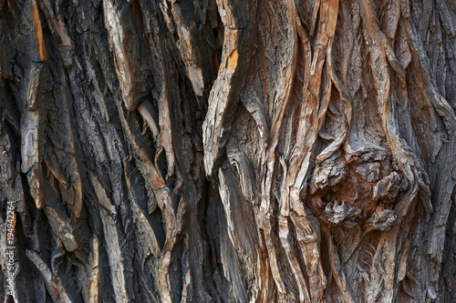 Texture of a gray bark