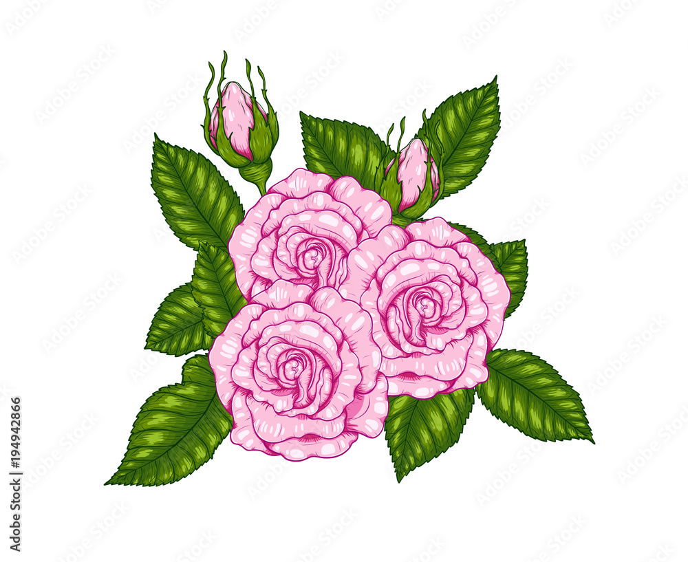 Rose vector by hand  flower on white  art  highly detailed in line art  queen elizabeth rose for wallpaper  Stock Vector | Adobe Stock