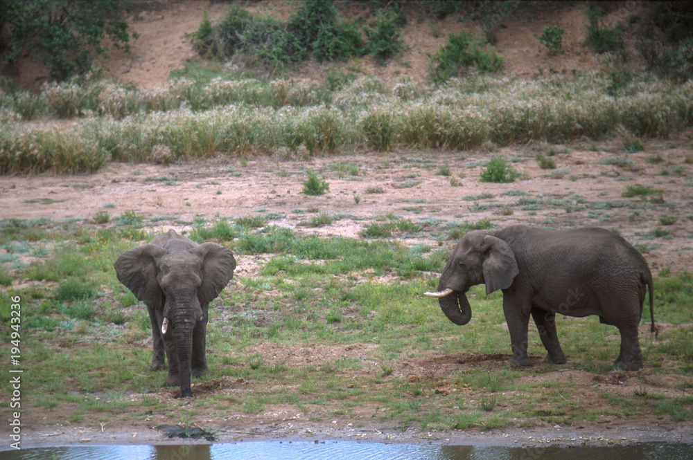 Kruger National Park, South Africa