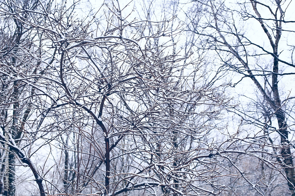 background of tree branches winter / silhouettes of empty branches without leaves against a white sky background. Winter forest concept, nature. Abstract winter background. background of tree branches winter / silhouettes of empty branches without leaves against a white sky background. Winter forest concept, nature. Abstract winter background.