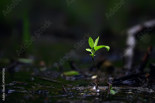 spring young sprouts / beautiful nature background, young spring leaves, green shoots