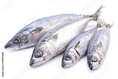 Fish mackerel on a white background