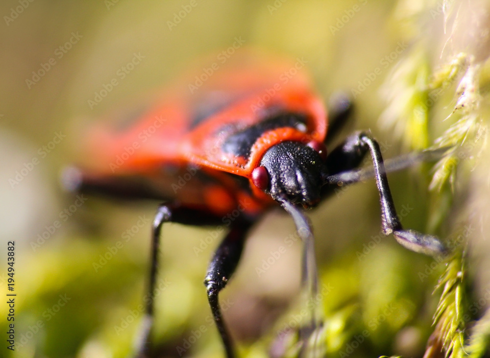 Firebug, Pyrrhocoris apterus in green moss, front view, macro photo Firebug, Pyrrhocoris apterus in green moss, front view, macro photo