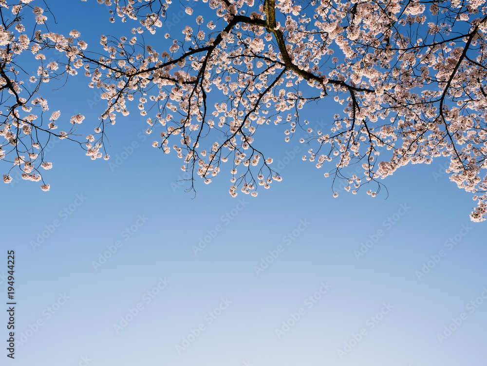 Sakura flower Cherry blossom Blue sky Nature background