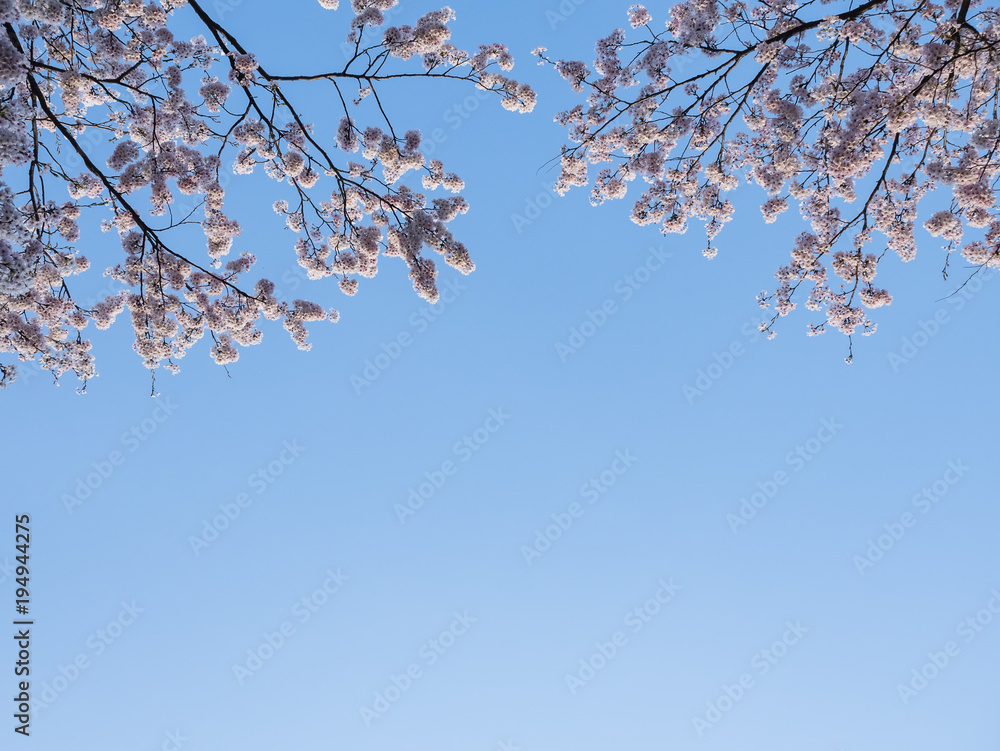 Sakura flower Cherry blossom Blue sky cloud Spring season Nature background