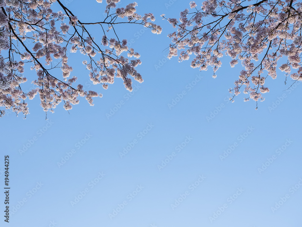 Sakura flower Cherry blossom Blue sky cloud Spring season Nature background Sakura flower Cherry blossom Blue sky cloud Spring season Nature background