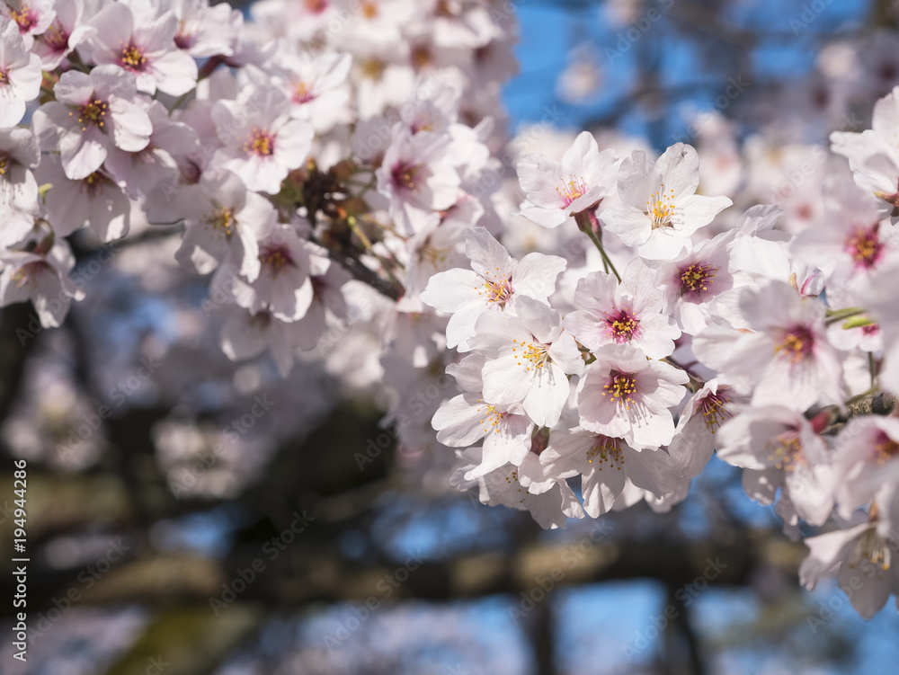 Sakura flower close up Cherry blossom tree branch Spring season Japan Sakura flower close up Cherry blossom tree branch Spring season Japan