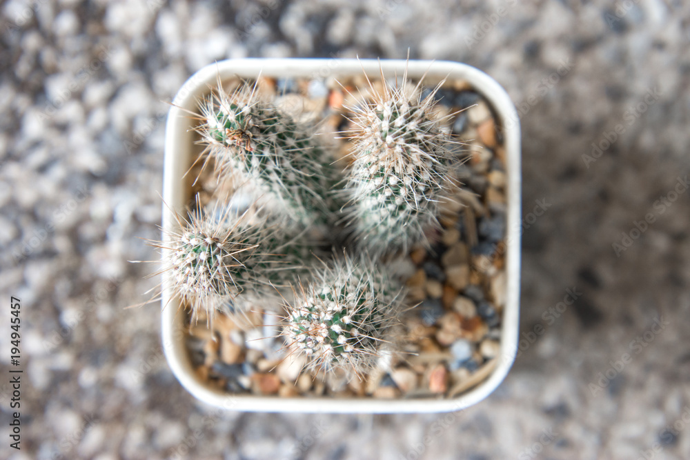 Cactus in the pot. Minimal style for cactus trendy.