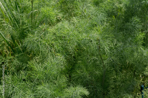 Dill Leaves in Dewdrops