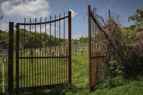 red iron door, opening to a vineyard