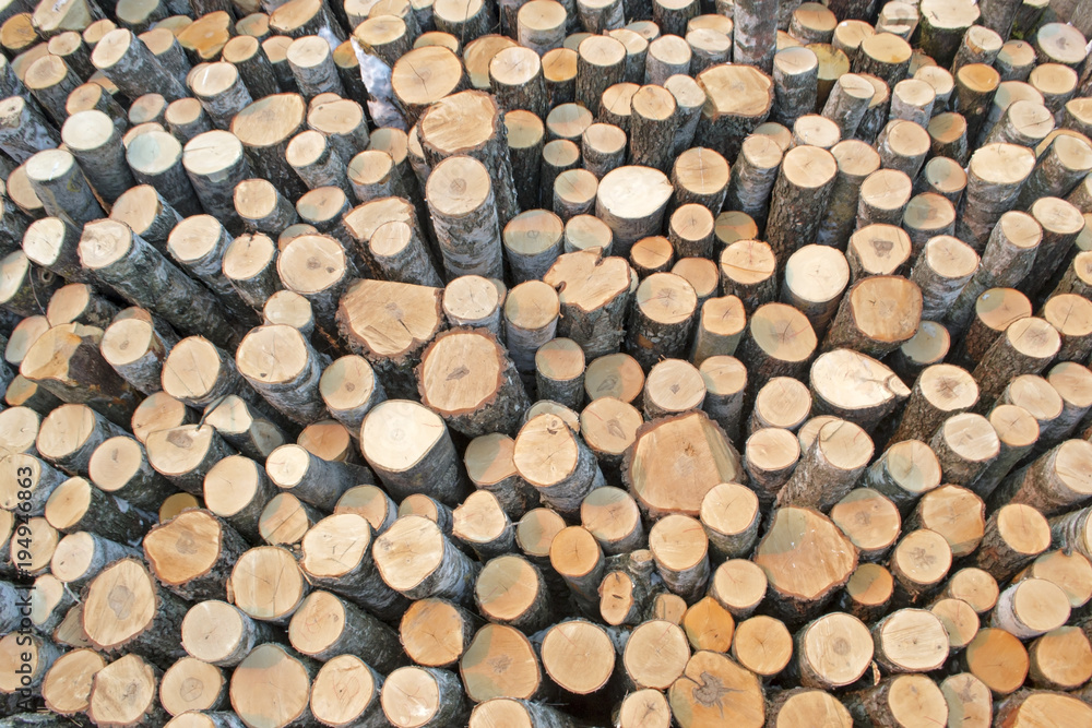 Birch logs on the logging Birch logs on the logging