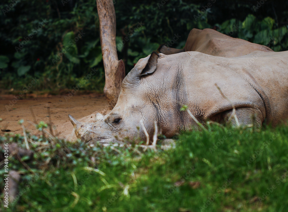 Fototapeta premium Rhinos in the zoo