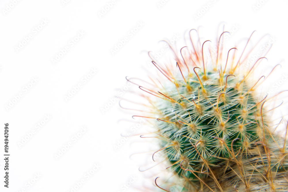 Cactus isolated on white background. Minimal style for cactus trendy. Cactus isolated on white background. Minimal style for cactus trendy.