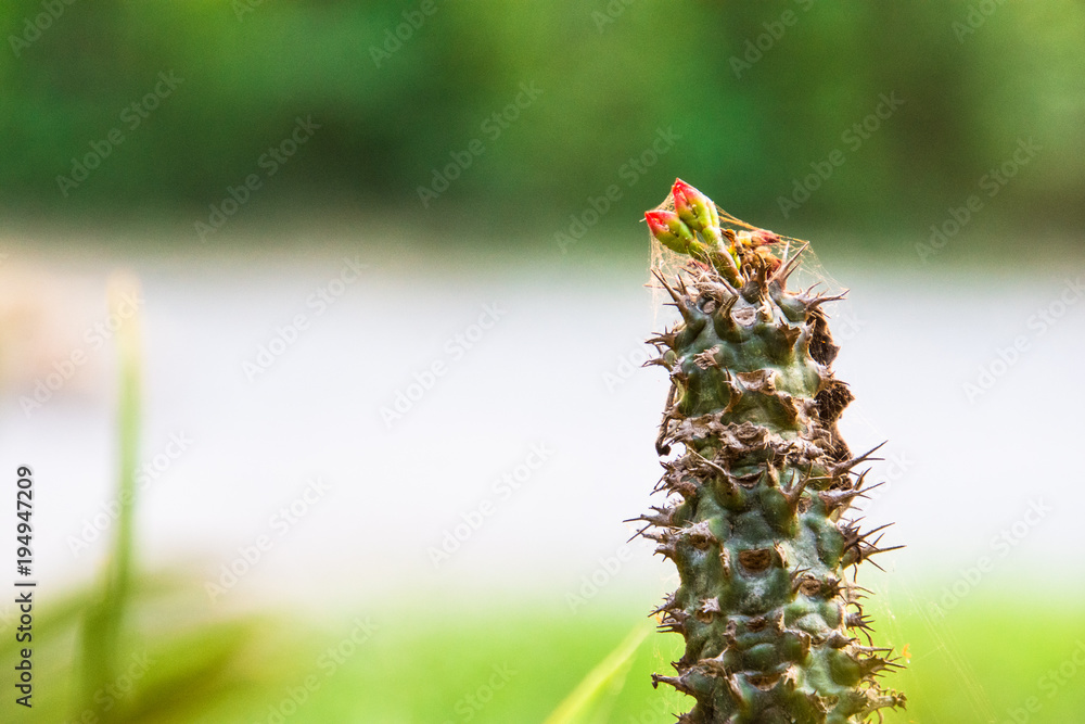 Cactus at the garden with green nature background. Minimal style for cactus trendy. Cactus at the garden with green nature background. Minimal style for cactus trendy.