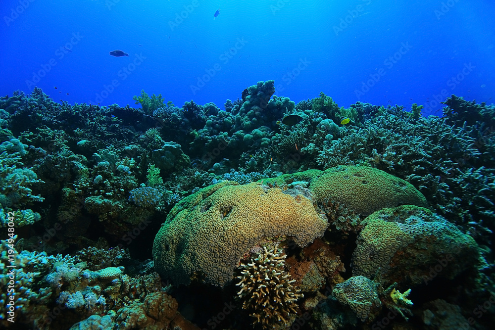 Naklejka premium tropical sea underwater landscape